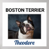 Boston Terrier Custom Dog Poster (Vorne)