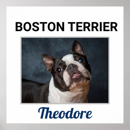 Boston Terrier Custom Dog Poster (Vorne)