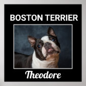 Boston Terrier Custom Dog Poster (Vorne)
