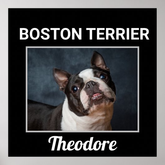 Boston Terrier Custom Dog Poster (Vorne)