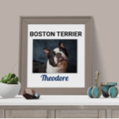 Boston Terrier Custom Dog Poster
