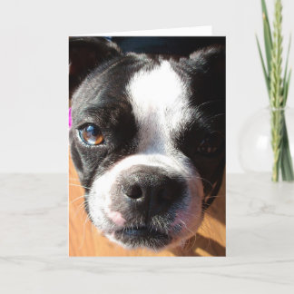 Boston Terrier, das AN SIE Grußkarte DENKT Karte