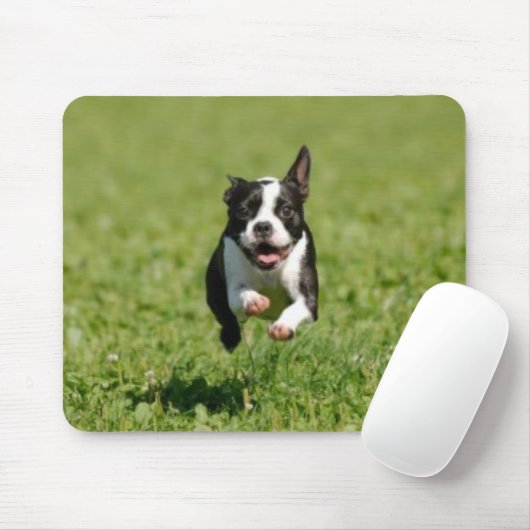 Boston Terrier, das Mousepad laufen lässt (Mit Mouse)