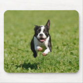 Boston Terrier, das Mousepad laufen lässt (Vorne)