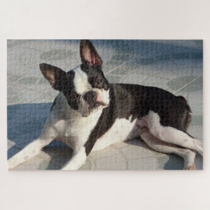 Boston Terrier Dog Jigsaw Puzzle Black and White
