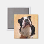 Boston Terrier Dog Magnet (Vorderseite/Rückseite)