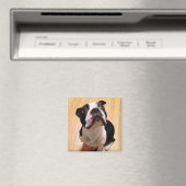 Boston Terrier Dog Magnet (In Situ (Geschirrspüler))