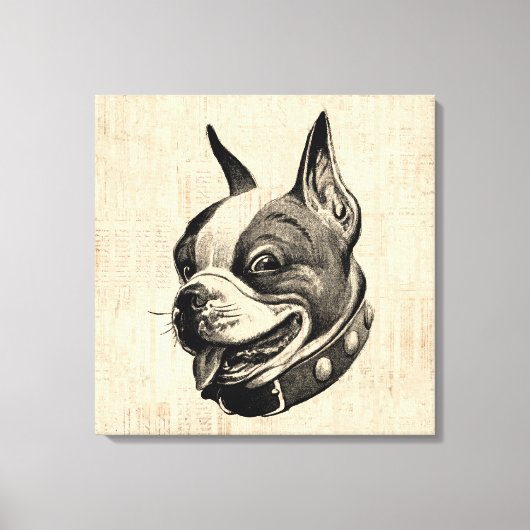 Boston Terrier Dog Niedlich Hund Antique Art Leinwanddruck (Vorderseite)