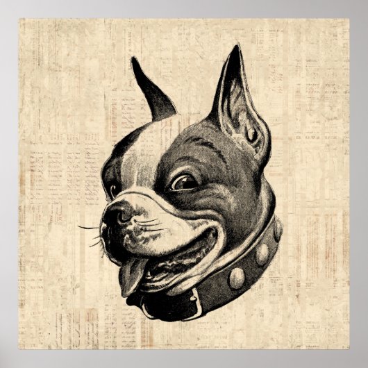 Boston Terrier Dog Niedlich Hund Antique Art Poster (Vorne)
