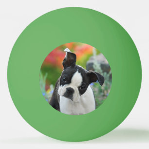 Boston Terrier Dog Niedlich Puppy Animal Head Foto Tischtennisball