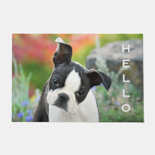 Boston Terrier Dog Niedlich Puppy Animal Head - Ha Fußmatte (Vorderseite)