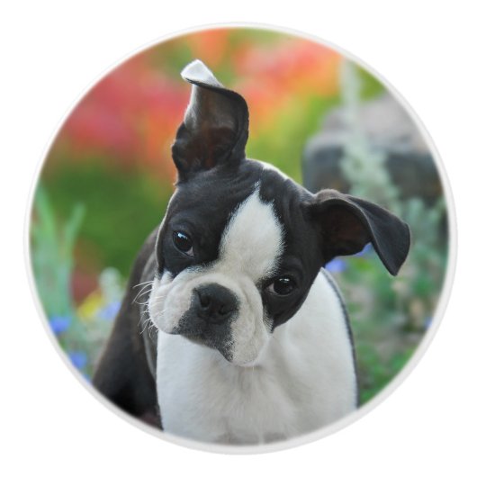 Boston Terrier Dog Niedlich Puppy Portrait, dekora Keramikknauf (Vorderseite)