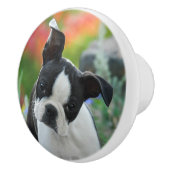 Boston Terrier Dog Niedlich Puppy Portrait, dekora Keramikknauf (Rechts)
