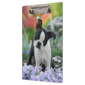 Boston Terrier Dog Niedlich Puppy Portrait Foto Klemmbrett (Links)