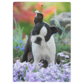 Boston Terrier Dog Niedlich Puppy Portrait Foto Klemmbrett (Rückseite)