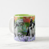Boston Terrier Dog Niedlich Puppy Portrait Foto _ Zweifarbige Tasse (Vorderseite Links)