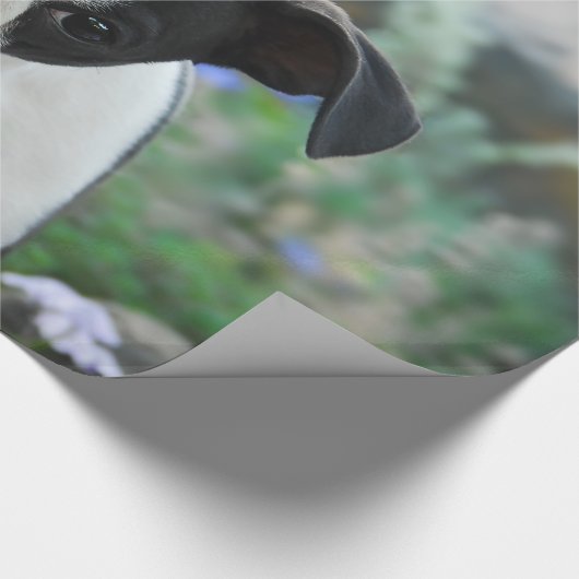 Boston Terrier Dog Niedlich Puppy Portrait, Gesche Geschenkpapier (Ecke)