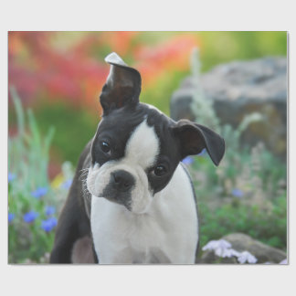 Boston Terrier Dog Niedlich Puppy Portrait, Gesche Geschenkpapier