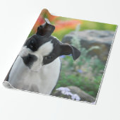 Boston Terrier Dog Niedlich Puppy Portrait, Gesche Geschenkpapier (Ungerollt)