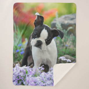 Boston Terrier Dog Niedliche Welpe Animal Head Fot Sherpadecke