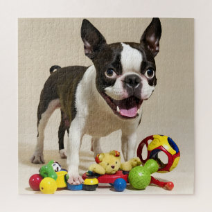Boston Terrier Dog Playing with Toys Puzzle