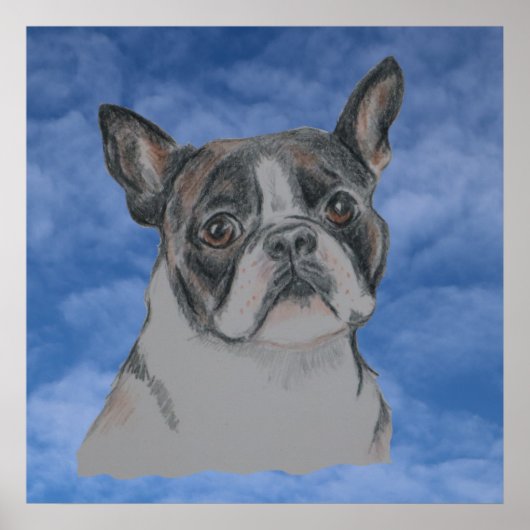 Boston Terrier Dog Poster (Vorne)
