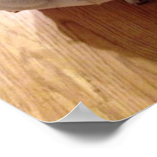 Boston Terrier Dog Poster (Ecke)