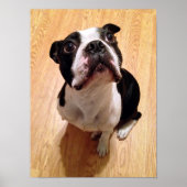 Boston Terrier Dog Poster (Vorne)