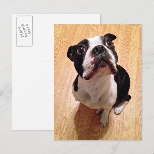 Boston Terrier Dog Postkarte (Vorne/Hinten)