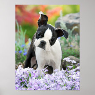 Boston Terrier Dog Puppy, a Cute Pet Photo Poster