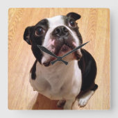 Boston Terrier Dog Quadratische Wanduhr (Vorderseite)