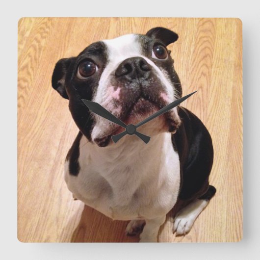 Boston Terrier Dog Quadratische Wanduhr (Vorderseite)