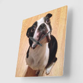 Boston Terrier Dog Quadratische Wanduhr (Winkel)