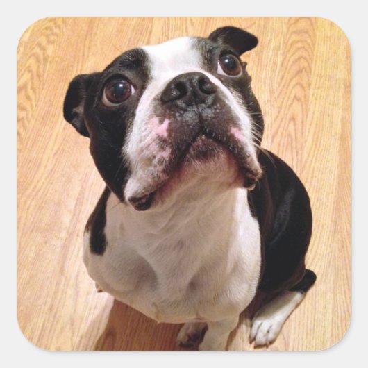 Boston Terrier Dog Quadratischer Aufkleber (Vorderseite)