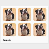 Boston Terrier Dog Quadratischer Aufkleber (Blatt)