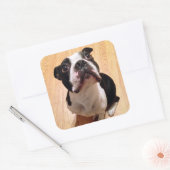 Boston Terrier Dog Quadratischer Aufkleber (Umschlag)