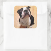 Boston Terrier Dog Quadratischer Aufkleber (Tasche)