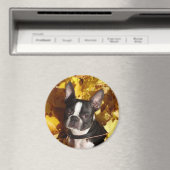 Boston Terrier Dog Umgeben von Herbstlauben Magne Magnet (In Situ (Geschirrspüler))
