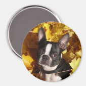 Boston Terrier Dog Umgeben von Herbstlauben Magne Magnet (Vorderseite/Rückseite)