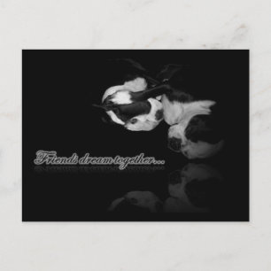 Boston Terrier Dreams - Postcard Postkarte