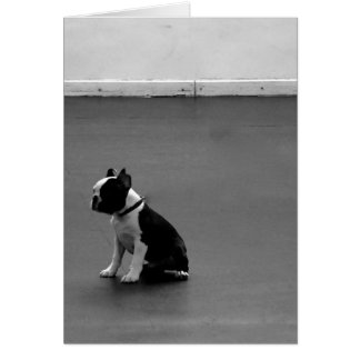 Boston Terrier DRU 2