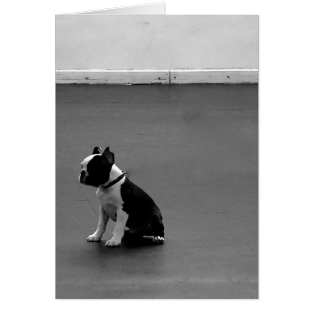 Boston Terrier DRU 2 (Vorne)