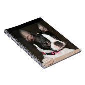 Boston Terrier face Notizblock (Rechte Seite)