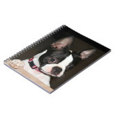 Boston Terrier face Notizblock (Linke Seite)