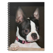 Boston Terrier face Notizblock (Vorderseite)
