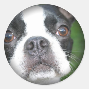 Boston Terrier Faded Round Stickers