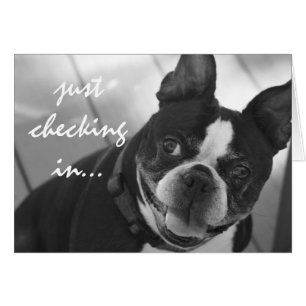 Boston-Terrier-Foto