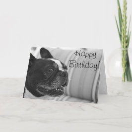 Boston Terrier Foto Karte