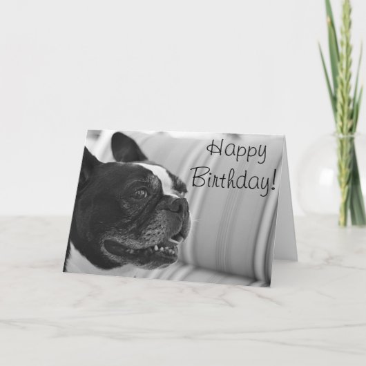 Boston Terrier Foto Karte (Vorderseite)