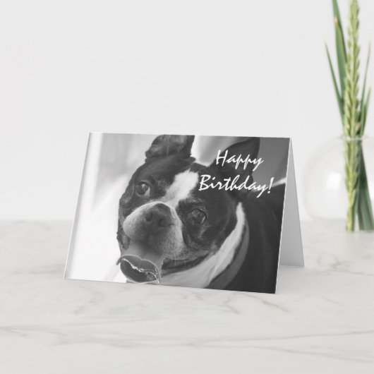 Boston Terrier Foto Karte (Vorderseite)